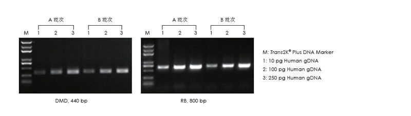 使用不同批次的產(chǎn)品，以不同濃度的人 gDNA 為模板擴(kuò)增，1.5% 瓊脂糖凝膠電泳分析擴(kuò)增結(jié)果。
